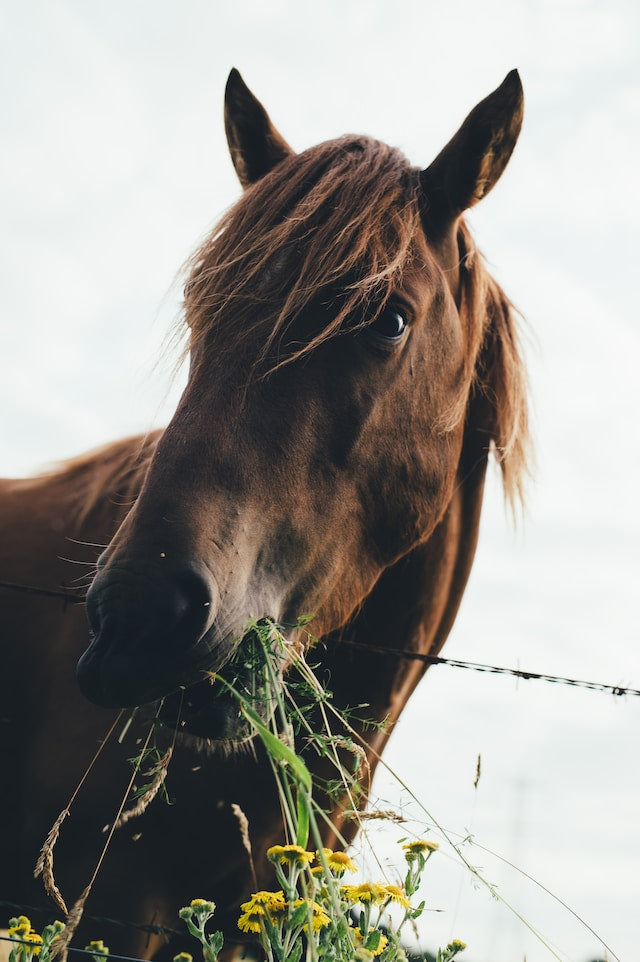 Heinäverkko pitää hevosen ruokailun hallinnassa