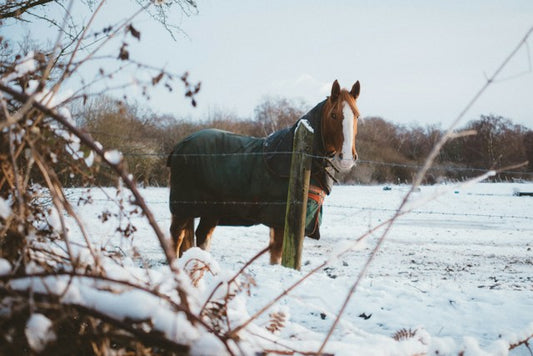 Hevosen juottaminen talvella – huolenpito kylmien kuukausien aikana