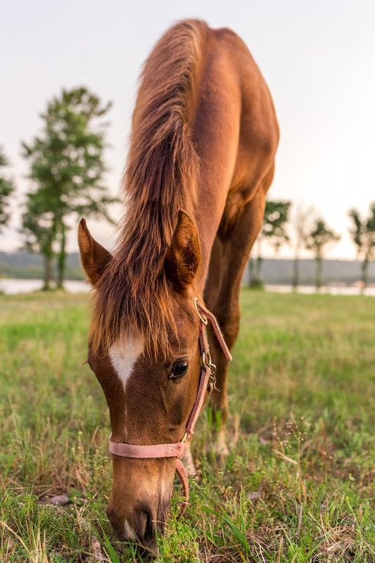 Hevosen ruokintaopas: Vinkkejä terveelliseen ja tasapainoiseen ruokavalioon