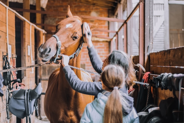 Mitä hevosen ylläpito maksaa vuonna 2024?